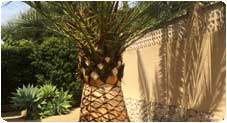 palmeras-benissa