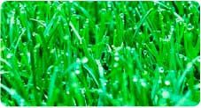 lawns-grass-garden-moraira