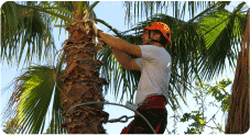 palmiers-moraira